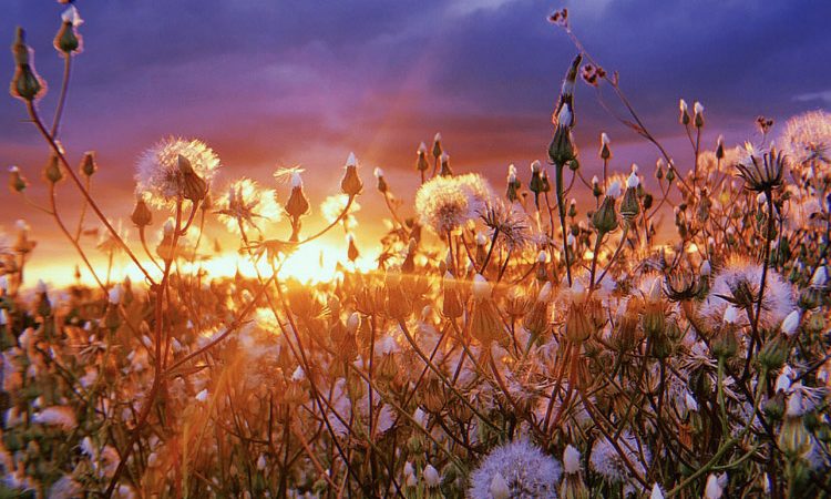 Déjà plus de 1 000 systèmes impactés